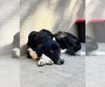 Small #3 Border Collie