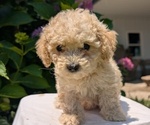 Small #6 Cavapoo