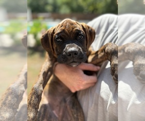 Boxer Puppy for sale in WEST COLUMBIA, SC, USA