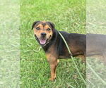 Small Rottweiler Mix