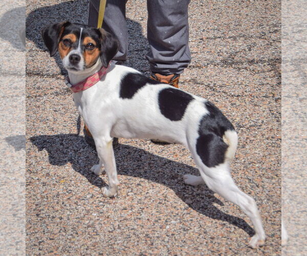 Medium Photo #2 Raggle Puppy For Sale in Huntley, IL, USA