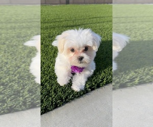 Maltese Puppy for sale in RIALTO, CA, USA