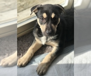 German Shepherd Dog-Unknown Mix Puppy for sale in INDIANAPOLIS, IN, USA