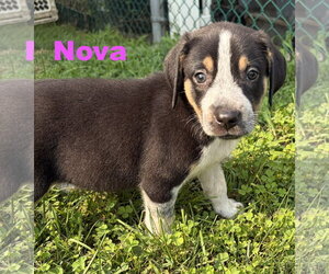 Australian Shepherd-Coonhound Mix Dogs for adoption in Parker Ford, PA, USA