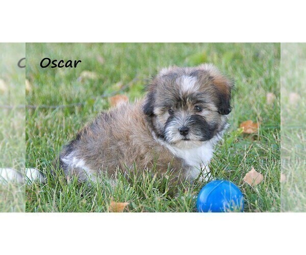 Medium Photo #3 Havanese Puppy For Sale in CLARE, MI, USA