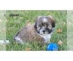 Small #2 Havanese