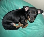Puppy Rocky Chihuahua