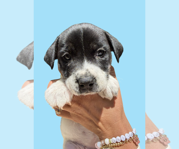 Medium Photo #1 Mutt Puppy For Sale in Rockville, MD, USA