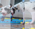 Small #2 Great Dane