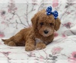 Small #11 Cavapoo