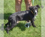 Small #1 Mutt