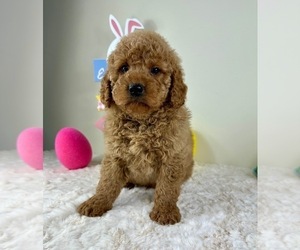 Goldendoodle (Miniature) Puppy for sale in GREENFIELD, IN, USA