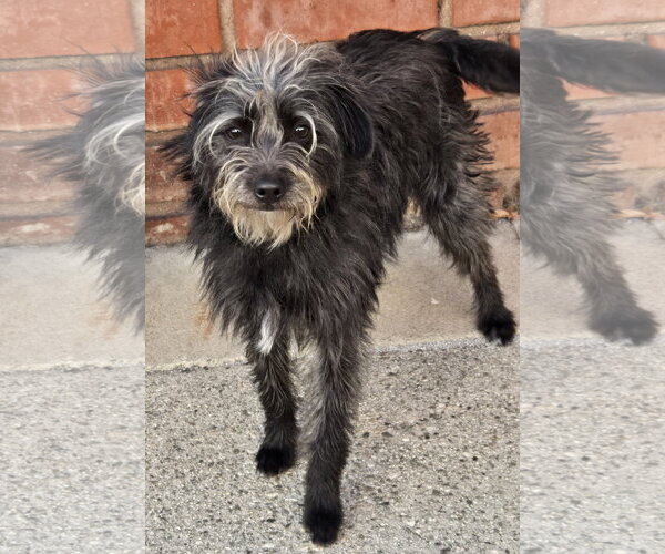 Medium Photo #4 Mutt Puppy For Sale in Los Angeles, CA, USA