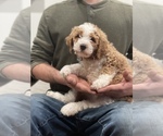 Puppy 1 Bernedoodle (Miniature)