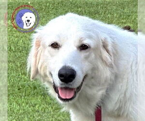 Great Pyrenees Dogs for adoption in Spring, TX, USA