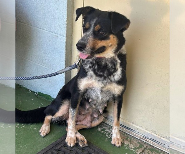 Medium Photo #3 Australian Shepherd-Unknown Mix Puppy For Sale in Rustburg, VA, USA