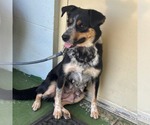 Small #2 Australian Shepherd Mix