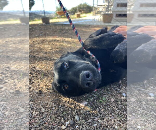 Medium Photo #6 Labrador Retriever-Unknown Mix Puppy For Sale in San Diego, CA, USA