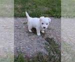 Small Photo #7 Aussiedoodle Miniature  Puppy For Sale in SPIRIT LAKE, ID, USA
