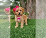 Small #1 Goldendoodle-Poodle (Miniature) Mix