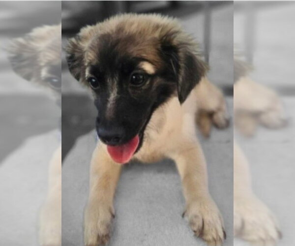 Medium Photo #1 Labrador Retriever-Unknown Mix Puppy For Sale in Virginia Beach, VA, USA