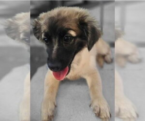 Labrador Retriever-Unknown Mix Dogs for adoption in Virginia Beach, VA, USA