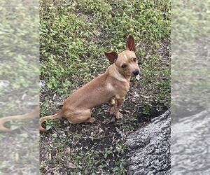 Chihuahua-Unknown Mix Dogs for adoption in San Antonio, TX, USA