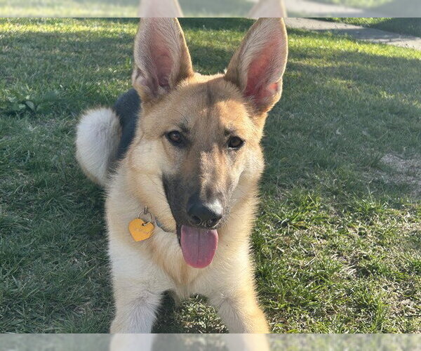 Medium Photo #1 German Shepherd Dog Puppy For Sale in Riverside, CA, USA