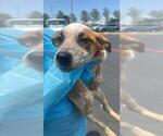 Small #1 Mutt