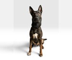 Small Photo #2 Mutt Puppy For Sale in Imlay City, MI, USA