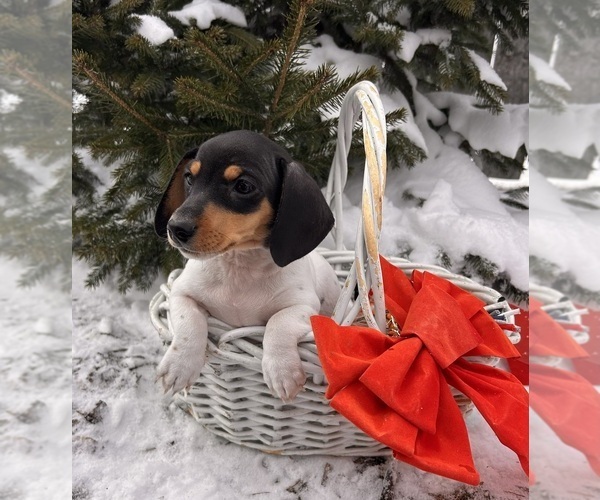 Medium Photo #3 Dachshund Puppy For Sale in MIDDLEBURY, IN, USA