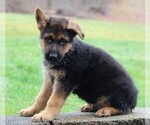 Small Photo #4 German Shepherd Dog Puppy For Sale in FREDERICKSBURG, OH, USA