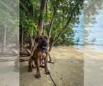 Small #4 Presa Canario Mix