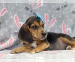 Small Photo #2 Beagle Puppy For Sale in LAKELAND, FL, USA