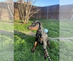 Small Photo #4 Doberman Pinscher Puppy For Sale in ROCKWALL, TX, USA