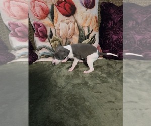 Medium Italian Greyhound