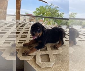 Rottweiler Puppy for sale in APPLE VALLEY, CA, USA