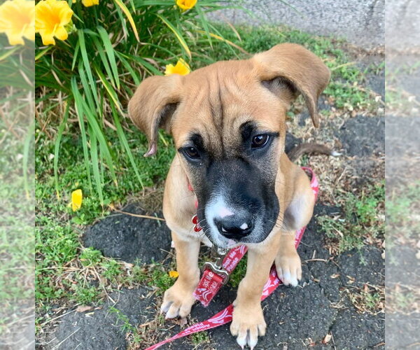 Medium Photo #5 Mutt Puppy For Sale in Canton, CT, USA