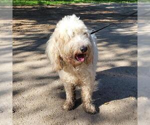 Poodle (Standard)-Unknown Mix Dogs for adoption in San Antonio, TX, USA