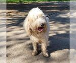 Small Poodle (Standard) Mix