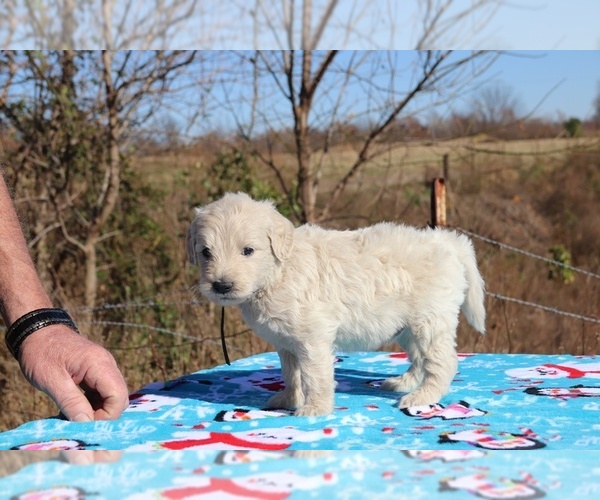 Medium Photo #11 Goldendoodle Puppy For Sale in UNION CITY, TN, USA