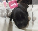 Small Photo #8 American Staffordshire Terrier Puppy For Sale in COLUMBUS, OH, USA