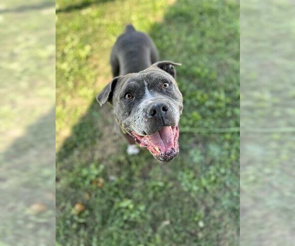 Medium Photo #3 Bull Terrier-Unknown Mix Puppy For Sale in Corpus Christi, TX, USA