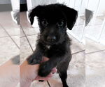 Small #1 Chihuahua Mix