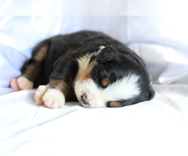 Medium Photo #9 Bernese Mountain Dog Puppy For Sale in PIEDMONT, SC, USA