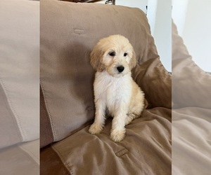 Goldendoodle Puppy for Sale in PARKER, Colorado USA
