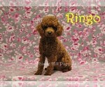 Small Photo #1 Cavapoo (Miniature) Puppy For Sale in DENVER, PA, USA