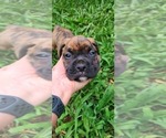 Small Photo #5 Boxer Puppy For Sale in JASPER, GA, USA