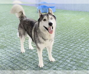 Siberian Husky Dogs for adoption in Pasadena, CA, USA