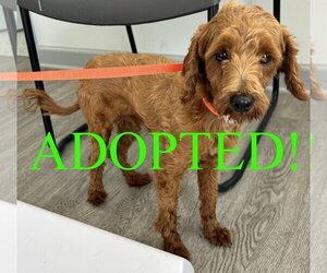 Cavapoo Dogs for adoption in Westminster, MD, USA